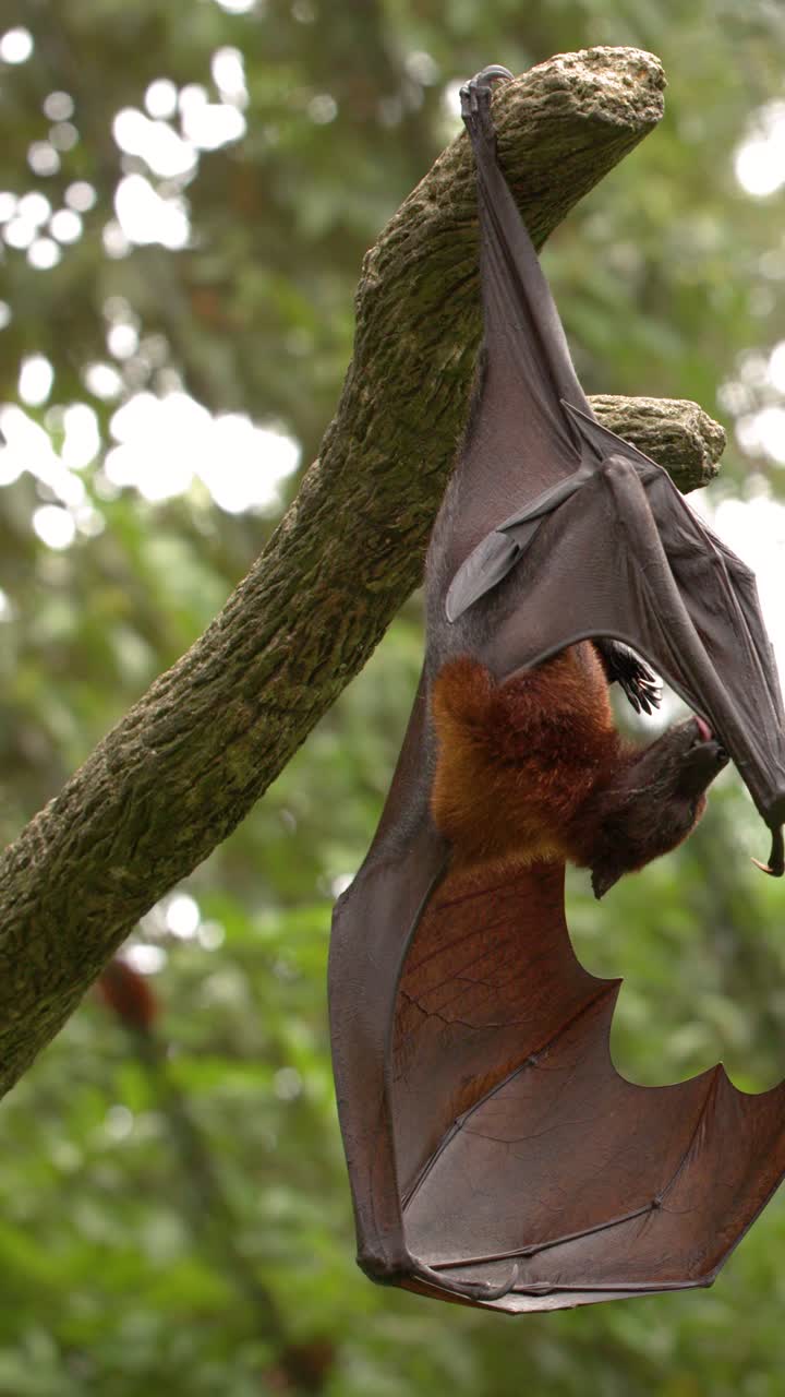 Un megachirottero pende da un ramo in una giungla tropicale, pulendosi le ali e il corpo.