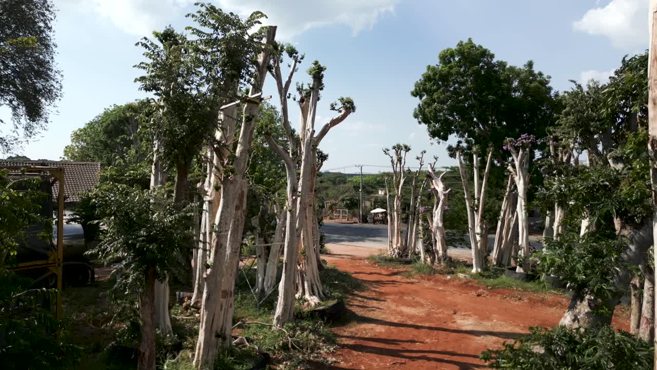 Trees for Sale in a Nursery