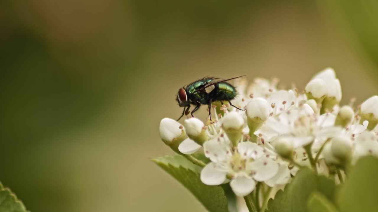 mosca de botella verde alimentándose de pyracantha firethorn