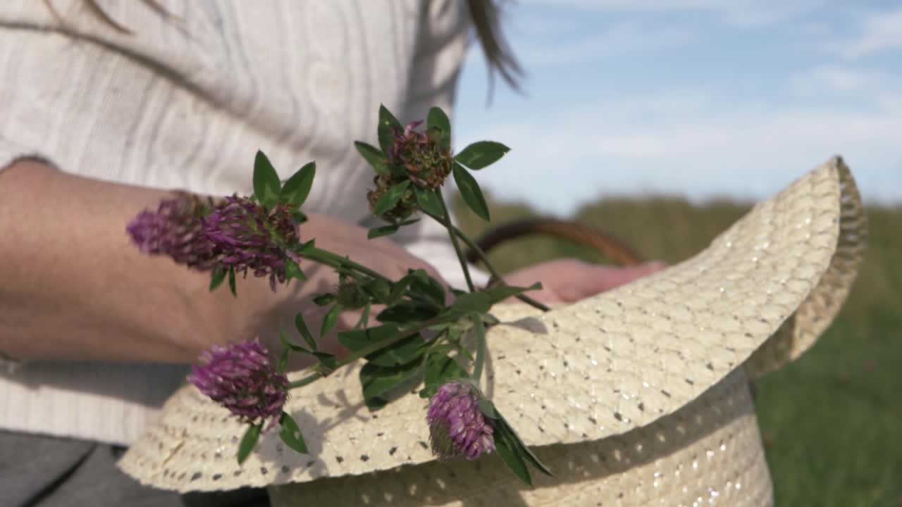 Woman collecting wild pink clover in a meadow with straw hat medium shot