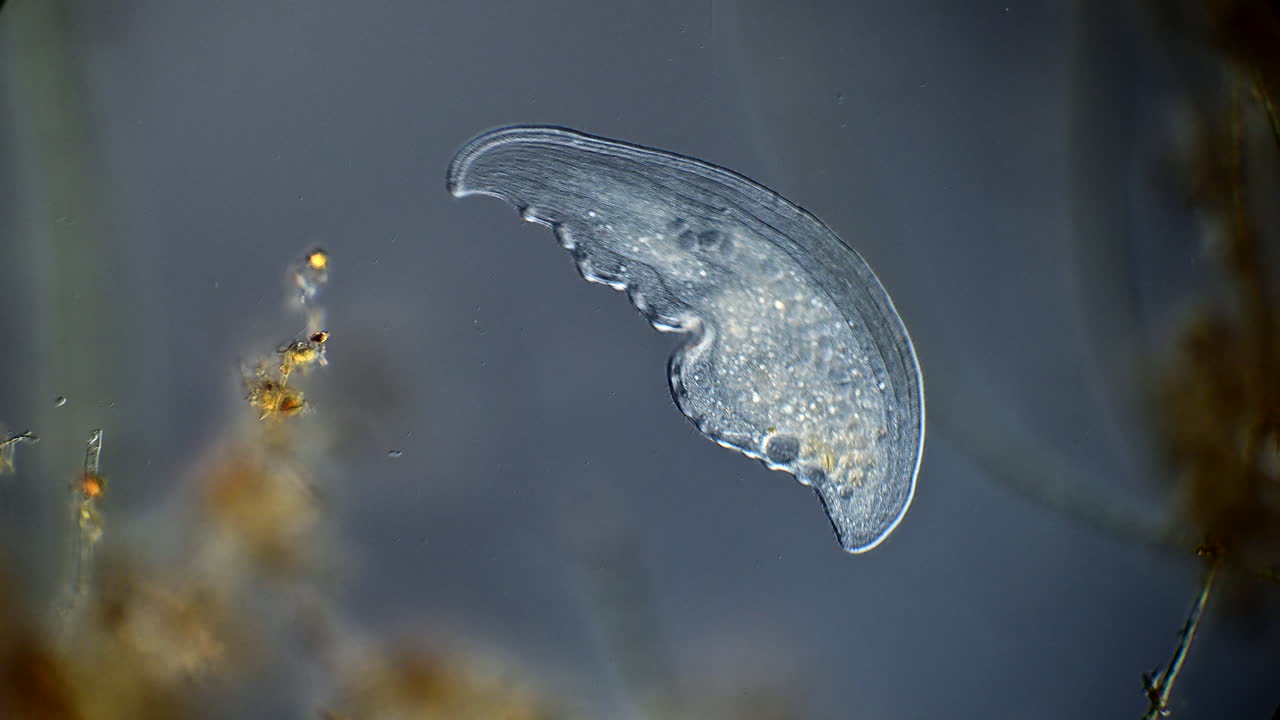 顯微鏡下的透明水生生物。