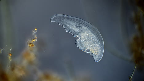 microscopic transparent aquatic organism