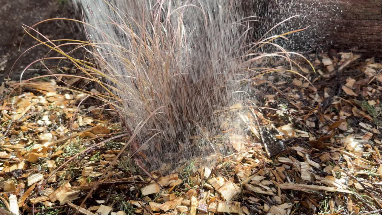 Spray irrigation moistens ornamental grass and mulch in bright outdoor garden, sunlight highlighting water droplets