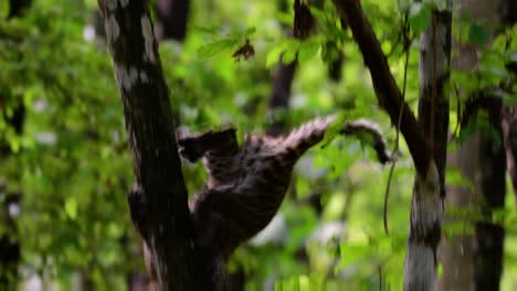 el leopardo de indochina es una especie vulnerable y uno de los grandes felinos de tailandia
