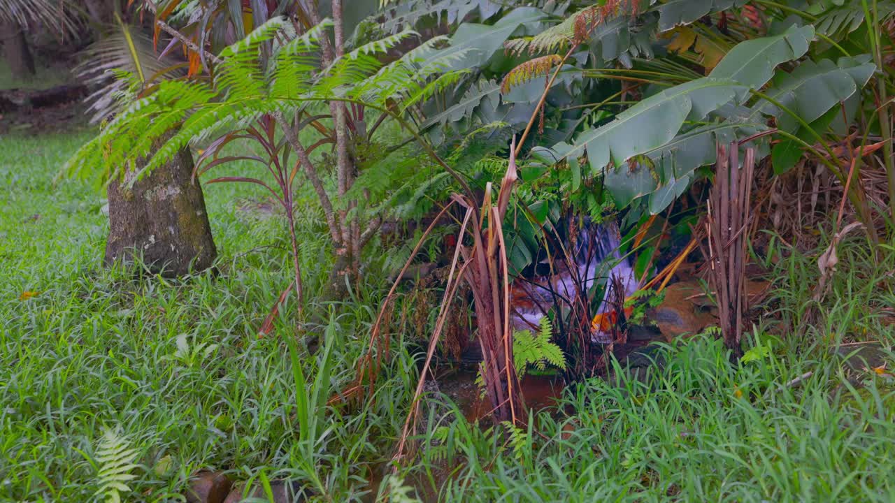 낮에는 열대 식물로 둘러싸인 들판의 물줄기