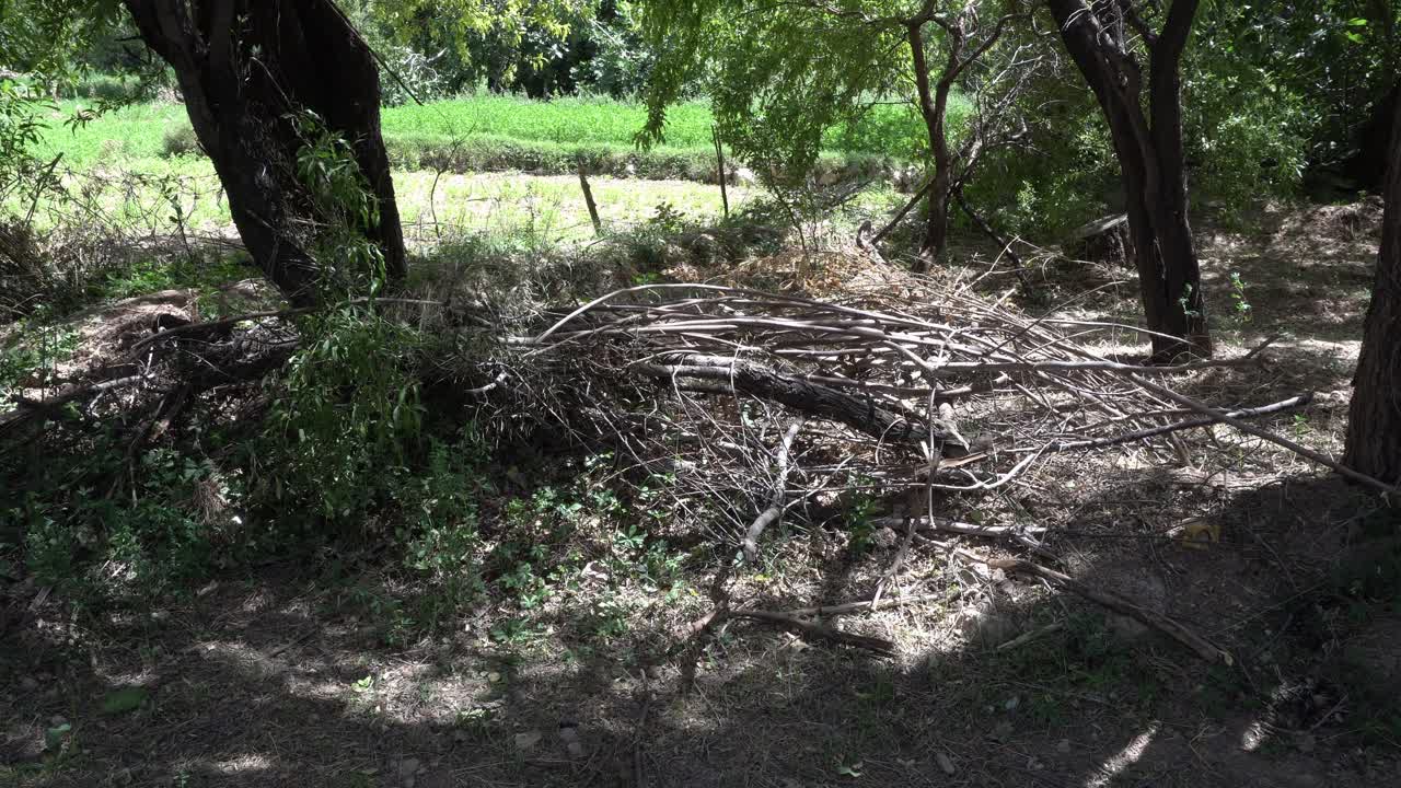 A pile of dead branches at the center of the cinematic scene. Around it, plenty of greenery with tree trunks and in the background, a cultivated field