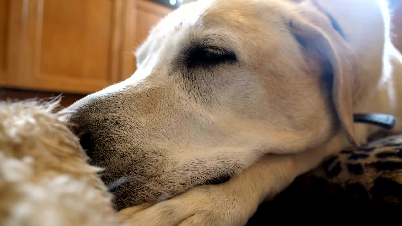 집에서 침대에 잠자는 라브라도르