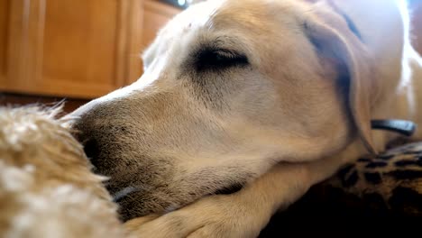 el labrador duerme en la cama en casa
