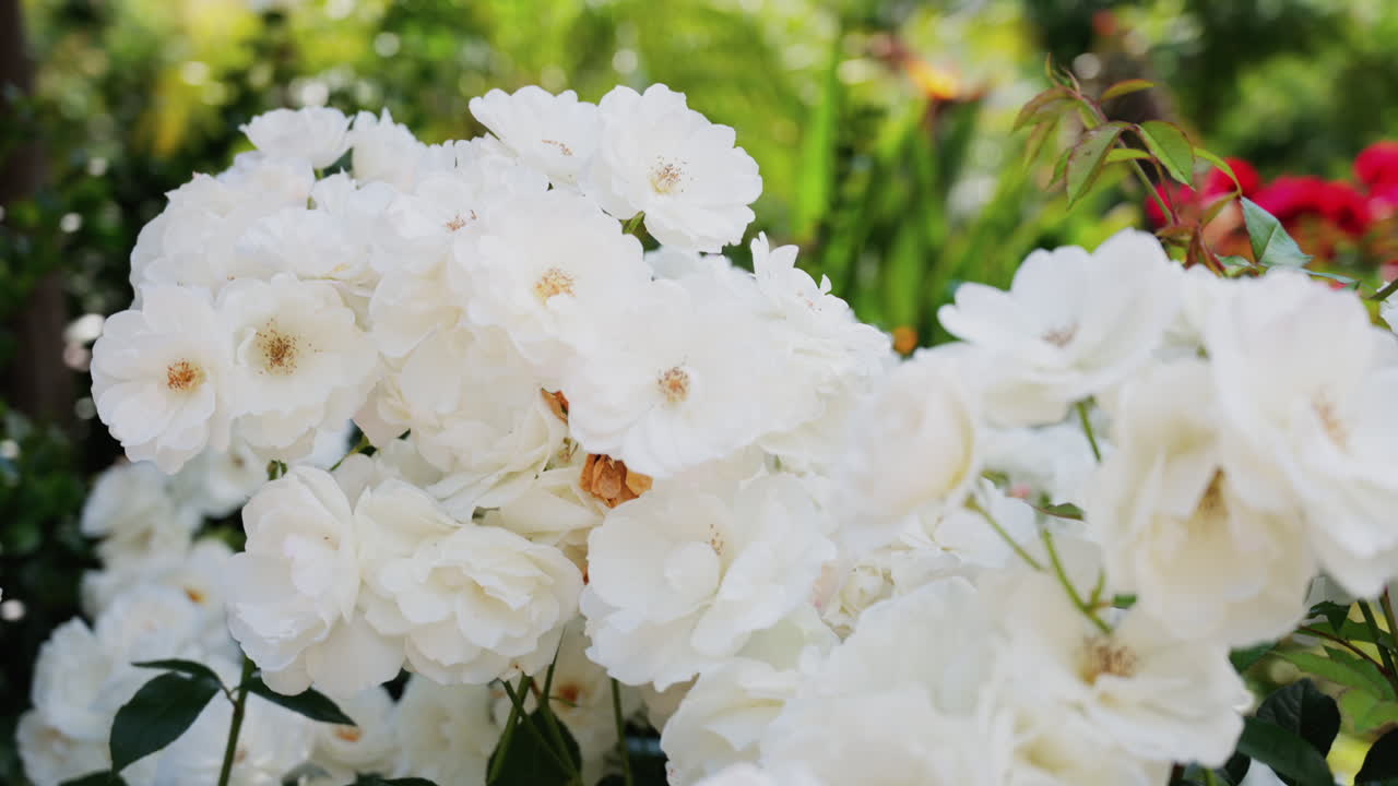 Close up of multiple white Camellia flowers in a garden