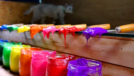 a cat jump on the color table