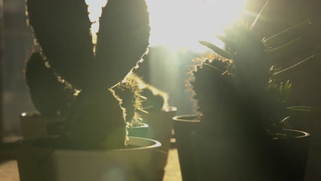 Different-shaped-home-small-cactus-and-succulent-plants-in-pots-at-sunset-close-up-tilt