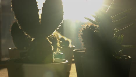 casa de diferentes formas pequeños cactus y plantas suculentas en macetas al atardecer cerca de inclinación