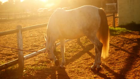 horse grazing grass in ranch 4k