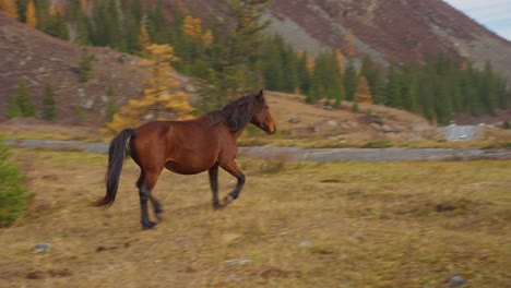 horses in mountain autumn landscape