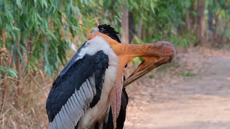 Greater-Adjutant,-Leptoptilos-dubius,-Thailand