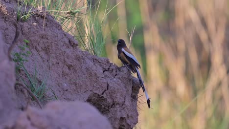 Rufous-treepie--in-Hill-Area