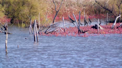 vista de un bosque inundado con árboles muertos y moribundos esparcidos, francia
