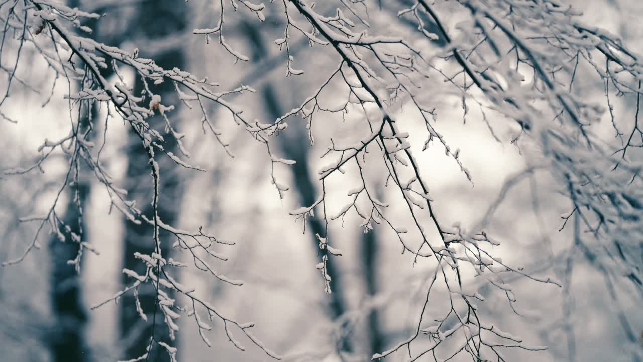 The pure-white first snow on the thin delicate branches