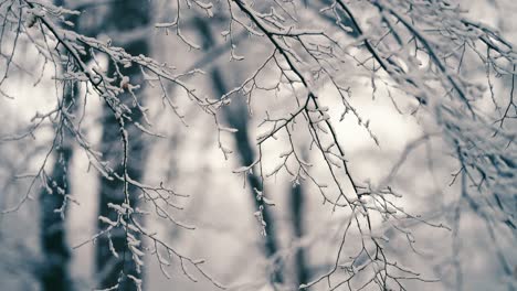 the pure-white first snow on the thin delicate branches