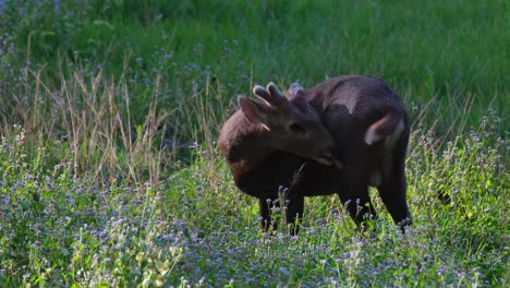 Indischer-Schweinehirsch,-Hyelaphus-Porcinus