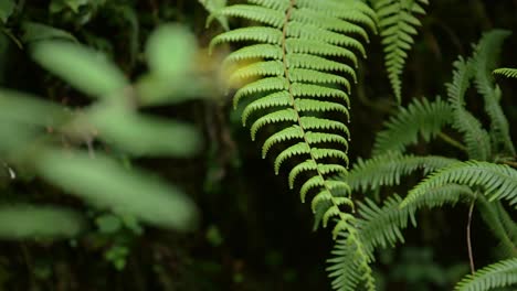 green ferns in the tropical rainforest close up of green tropical plants in the lush green rainforest, green ferns details of leaves in himalayas foothills in nepal