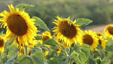 hermosos girasoles con fondo natural - primer plano