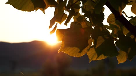 green leaves illuminated by the rays of the rising sun over the mountains