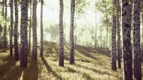 bosque de abedul veraniego durante un amanecer brumoso
