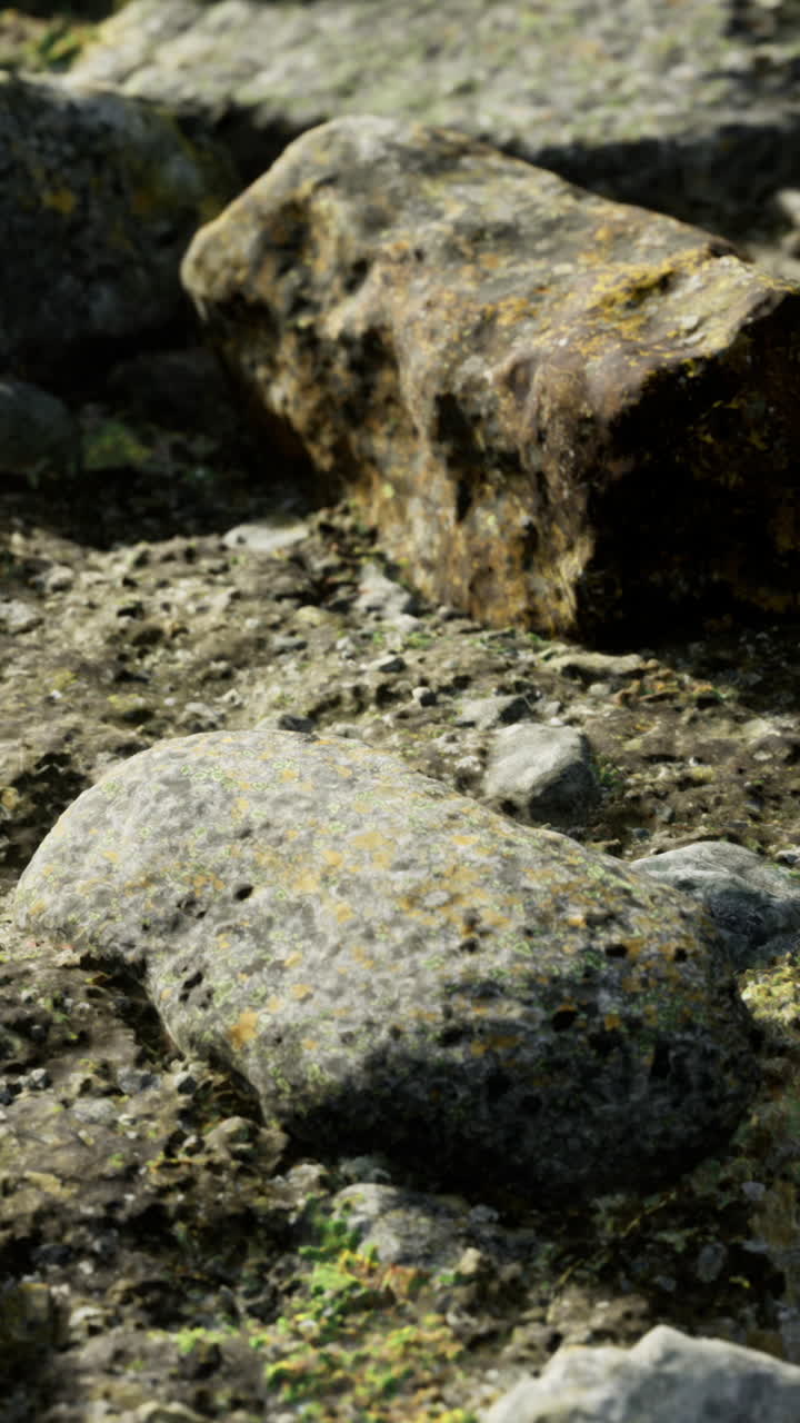 Vista dettagliata di una scena naturalistica terrosa con roccia texturizzata e licheni