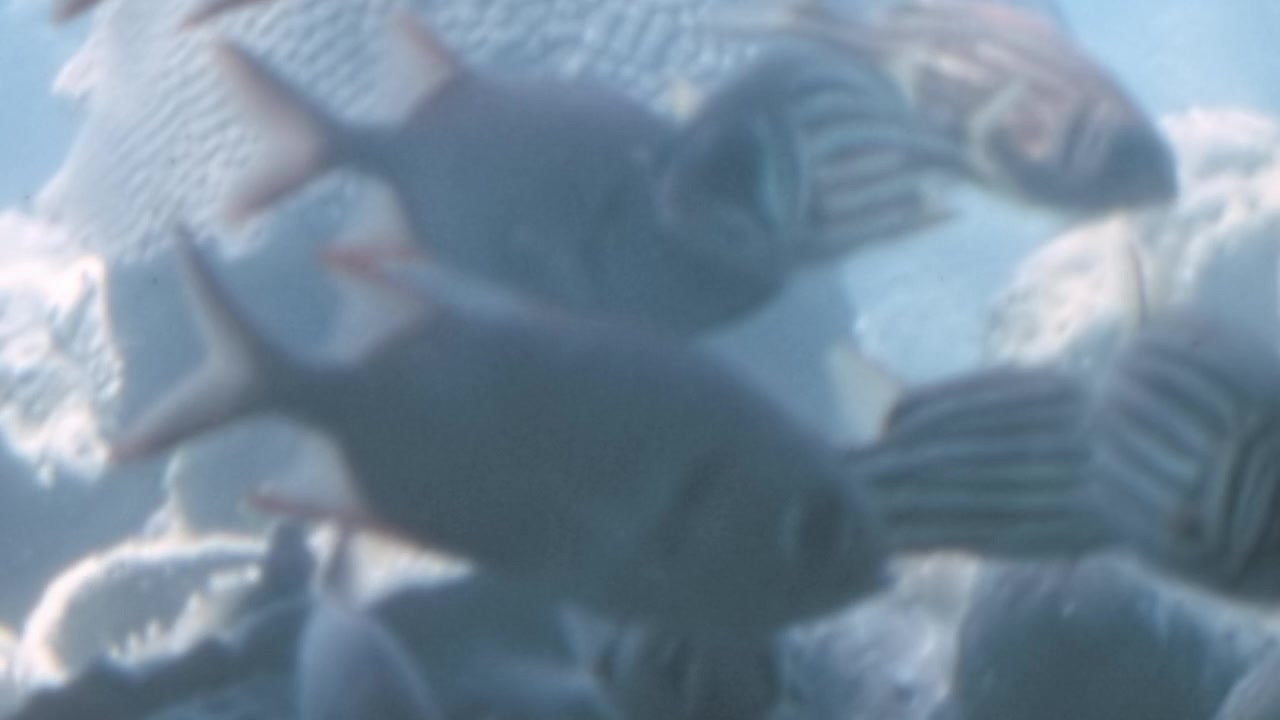 Great Barrier Reef underwater marine ecosystem in 1970s Australia featuring tropical fish including the stripey, Microcanthus strigatus, swimming actively among large brain coral archival footage.