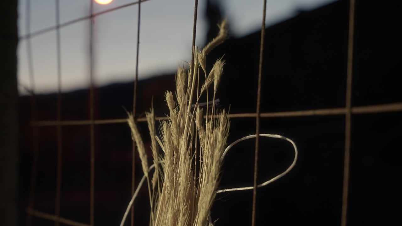 dried wheat stalks bound with wire hang from metal grid at twilight