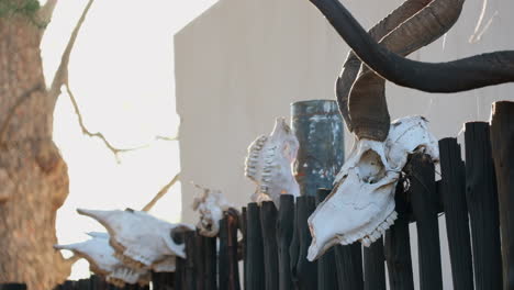 cráneo blanco y cuernos de kudu montados en un poste fuera de la granja de caza