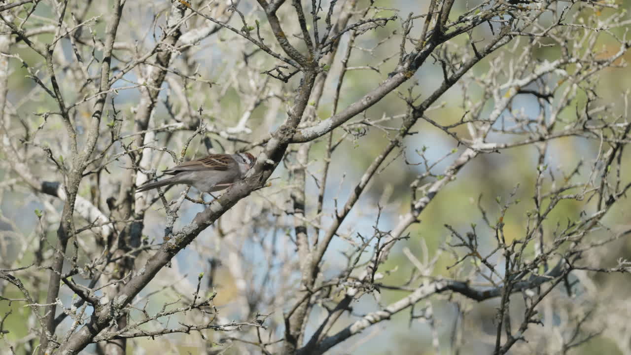 A Chipping Sparrow perched in a leafless tree hopping around - Spizella passerina