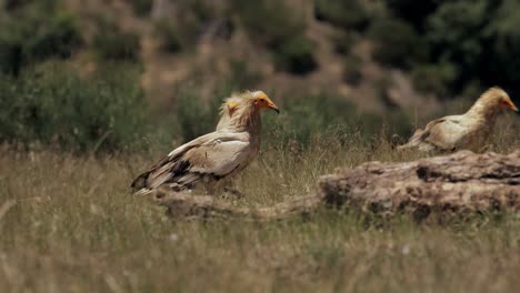 Neophron-Percnopterus-Vögel,-Die-In-Grasbewachsenem-Gelände-Kämpfen