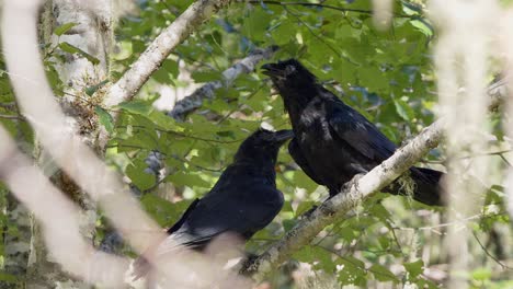 dos pájaros cuervo percha en la rama del árbol de álamos enmarcado por el follaje verde