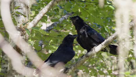 two raven birds perch on poplar tree branch framed by green foliage