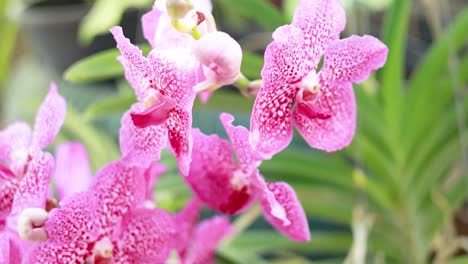 vibrant vanda orchids at bangkok's floating market