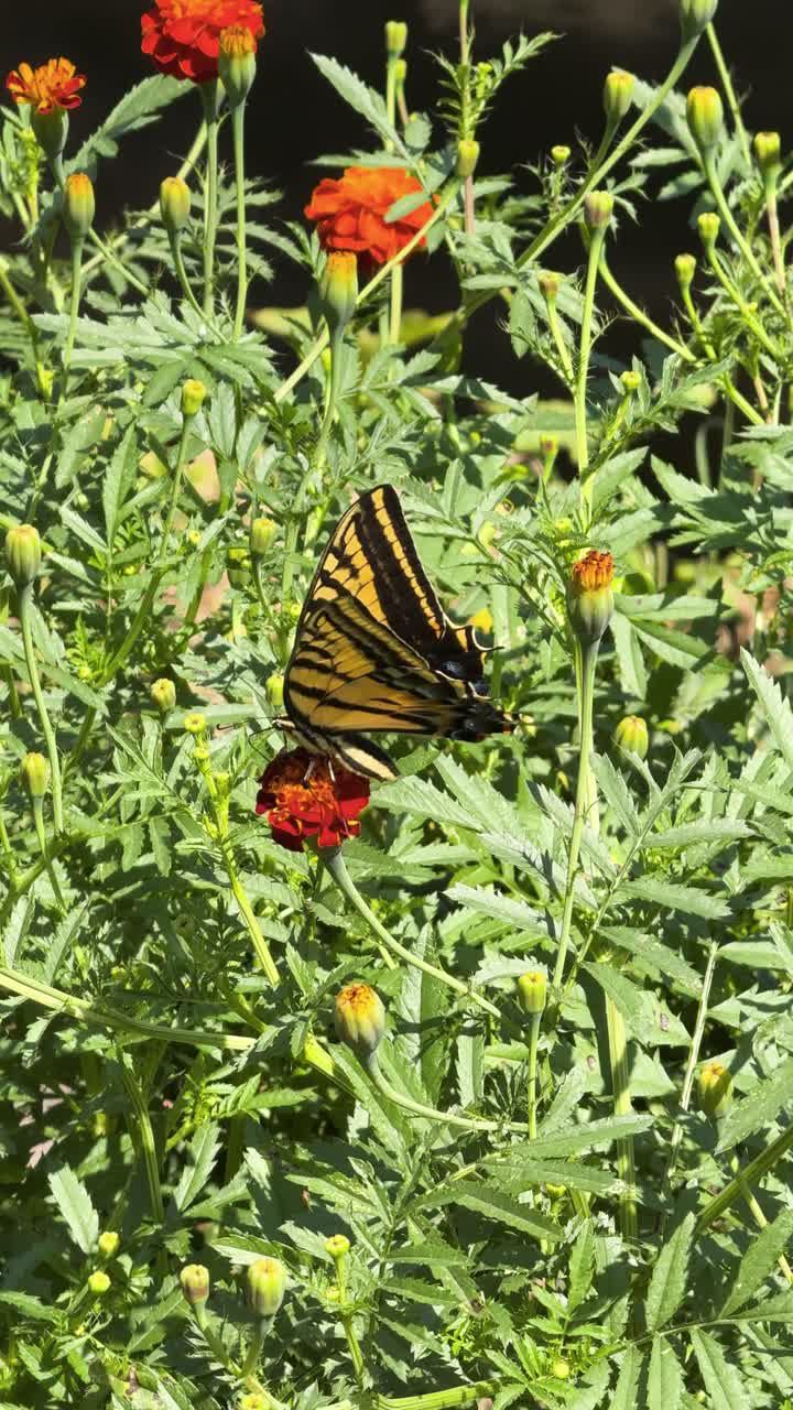 Una farfalla gialla si nutre del fiore in un giardino rigoglioso in una giornata di sole