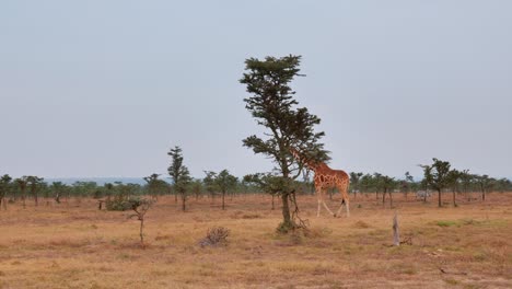 Eine-Giraffe-Läuft-Ruhig-Durch-Das-Gras-Zwischen-Akazienbüschen-In-Der-Afrikanischen-Savanne