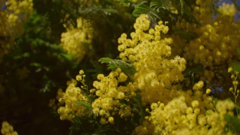 mimosa tree blossom in closeup, yellow blooming spring background