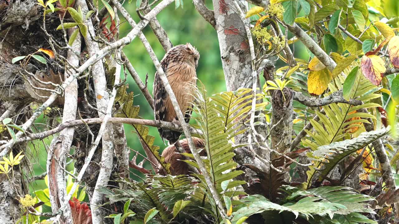 buffy fish owl bird donde se posan con un bebé juvenil escondido bajo las hojas de helecho verde en el nido