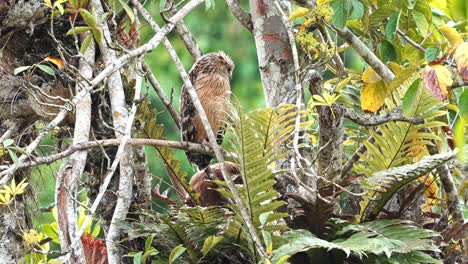 Buffy-Fish-Owl-Bird-Hockt-Mit-Einem-Babyjuvenilen,-Das-Unter-Den-Blättern-Des-Grünen-Farns-Im-Nest-Versteckt-Ist