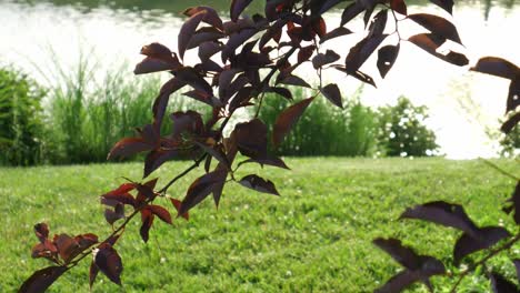 Tree-branch-blowing-in-the-wind-by-a-lake