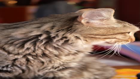 close up of a gray cat