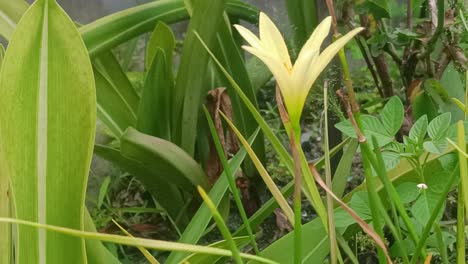 flowers-that-will-bloom-during-the-rainy-season