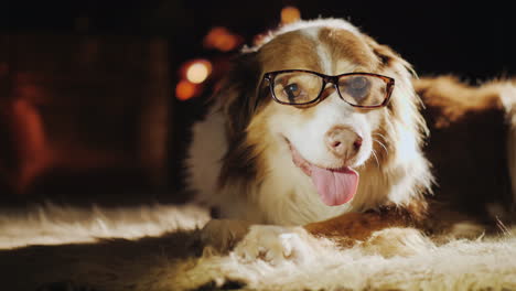 dog wearing glasses near fireplace