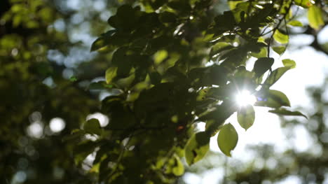 Morning-Sun-Comes-Up-Through-Leaves-At-Sunrise-9