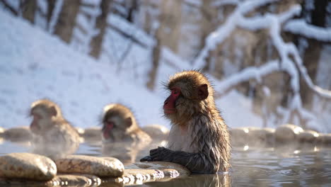 snow monkeys in a hot spring