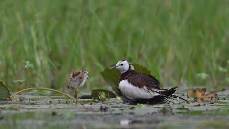 Jacana-De-Cola-De-Faisán-Que-Esconde-Polluelos-Debajo-De-Sus-Alas-Para-Salvarlos-De-La-Lluvia