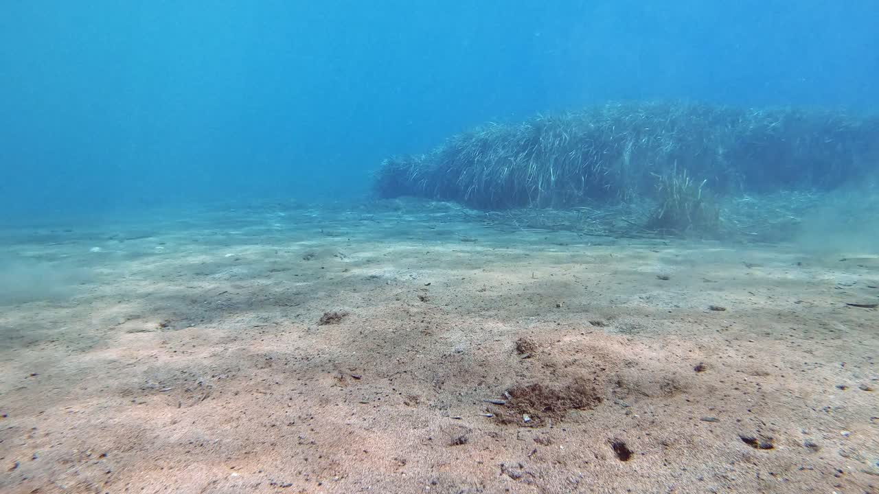 해초가 있는 모래 바닥